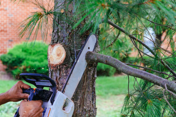 Best Arborist Consultation Services  in Lemon Grove, CA